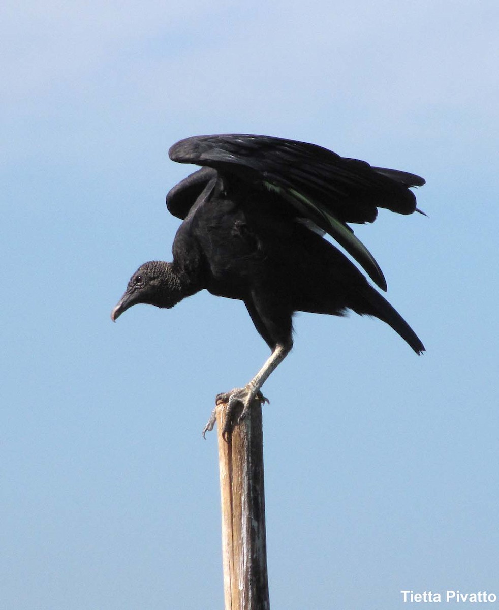 Black Vulture - Maria Antonietta Castro Pivatto