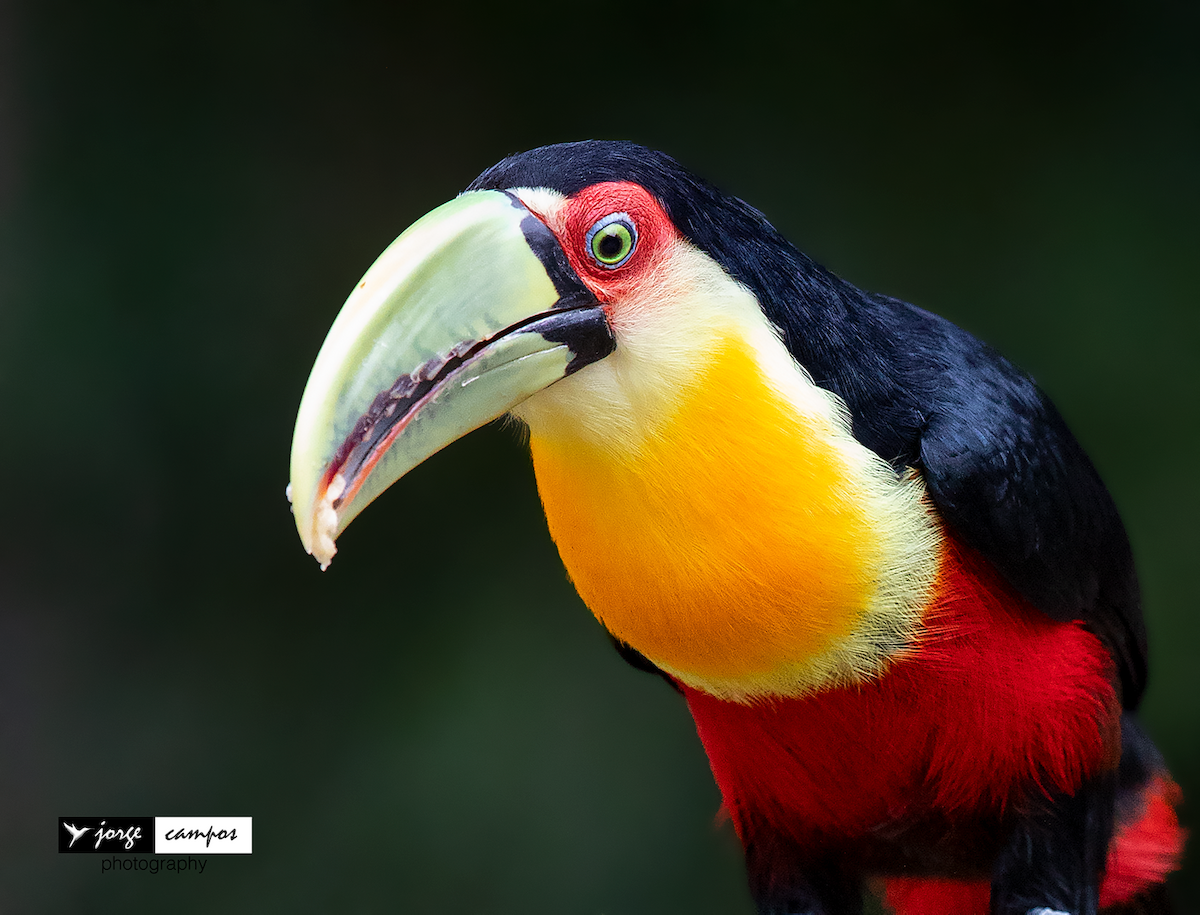 Red-breasted Toucan - ML180550511
