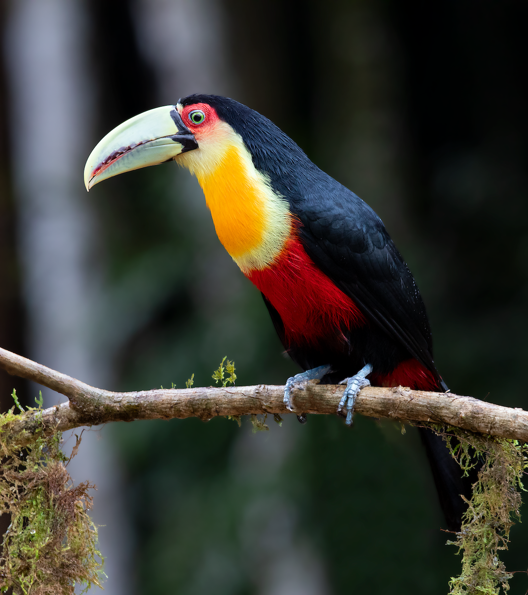 Red-breasted Toucan - ML180550681