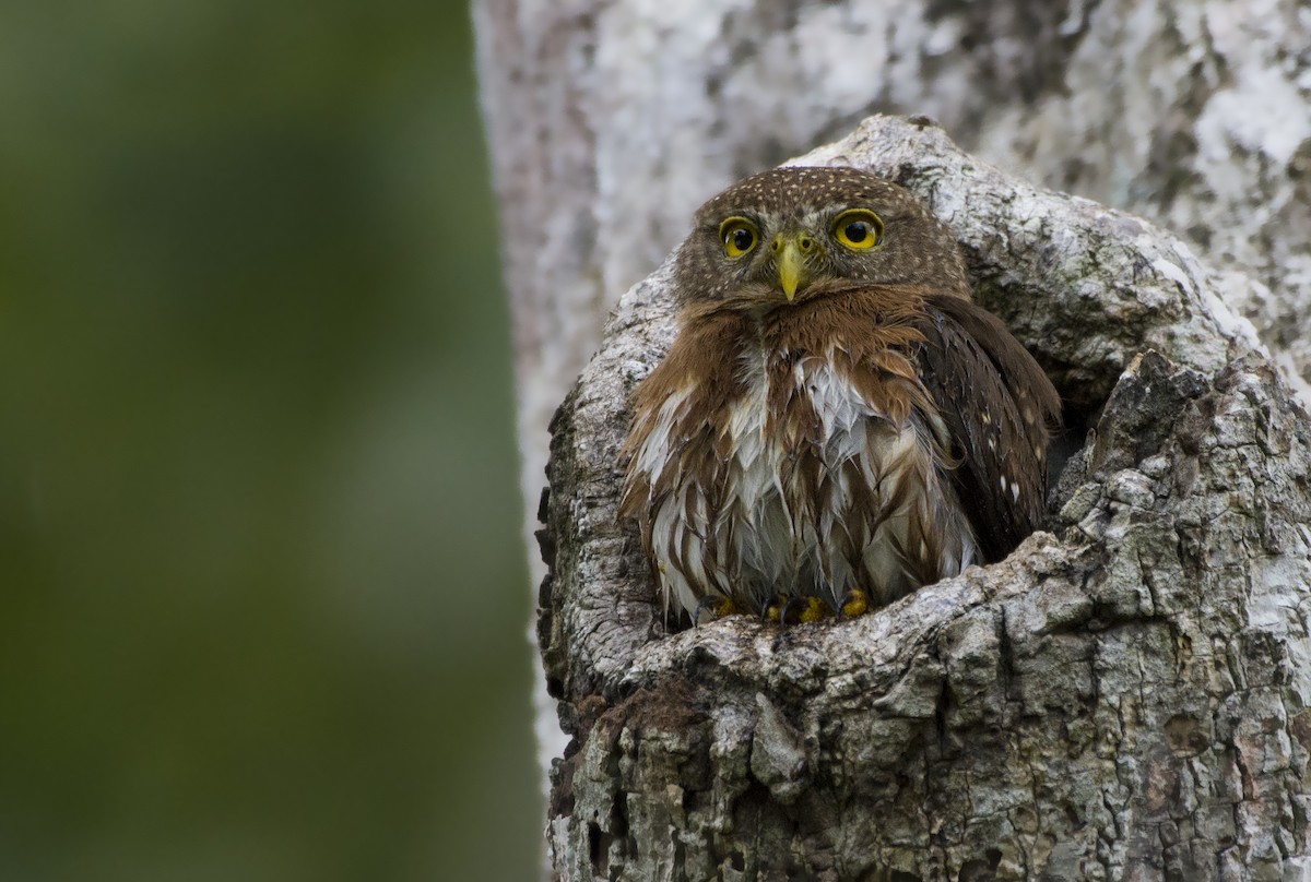 Central American Pygmy-Owl - ML180553911