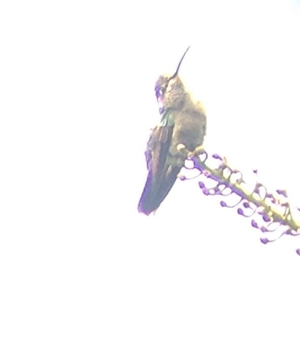 Rivoli's Hummingbird - ML180554031