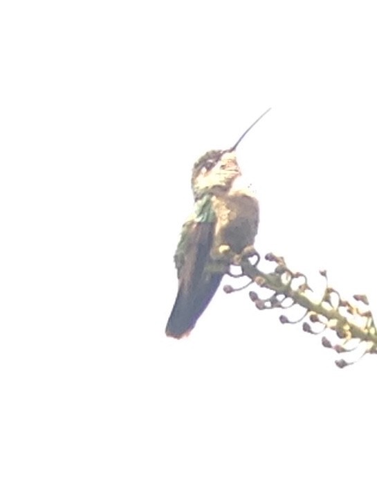 kolibřík skvostný - ML180554101