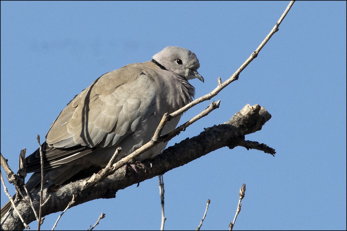Eurasian Collared-Dove - Judi Hwa