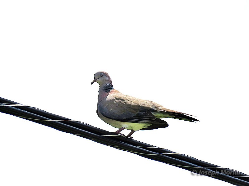 Philippine Collared-Dove - ML180558091