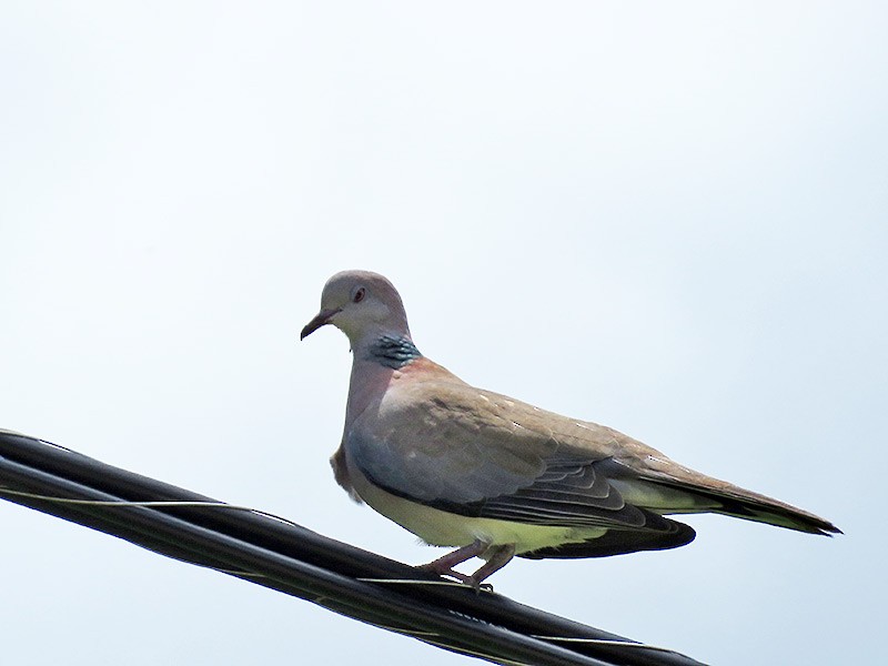 Philippine Collared-Dove - ML180558101
