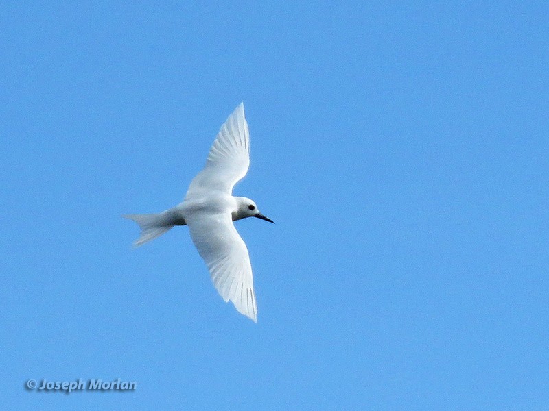 White Tern - Joseph Morlan