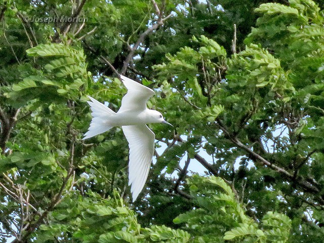 White Tern