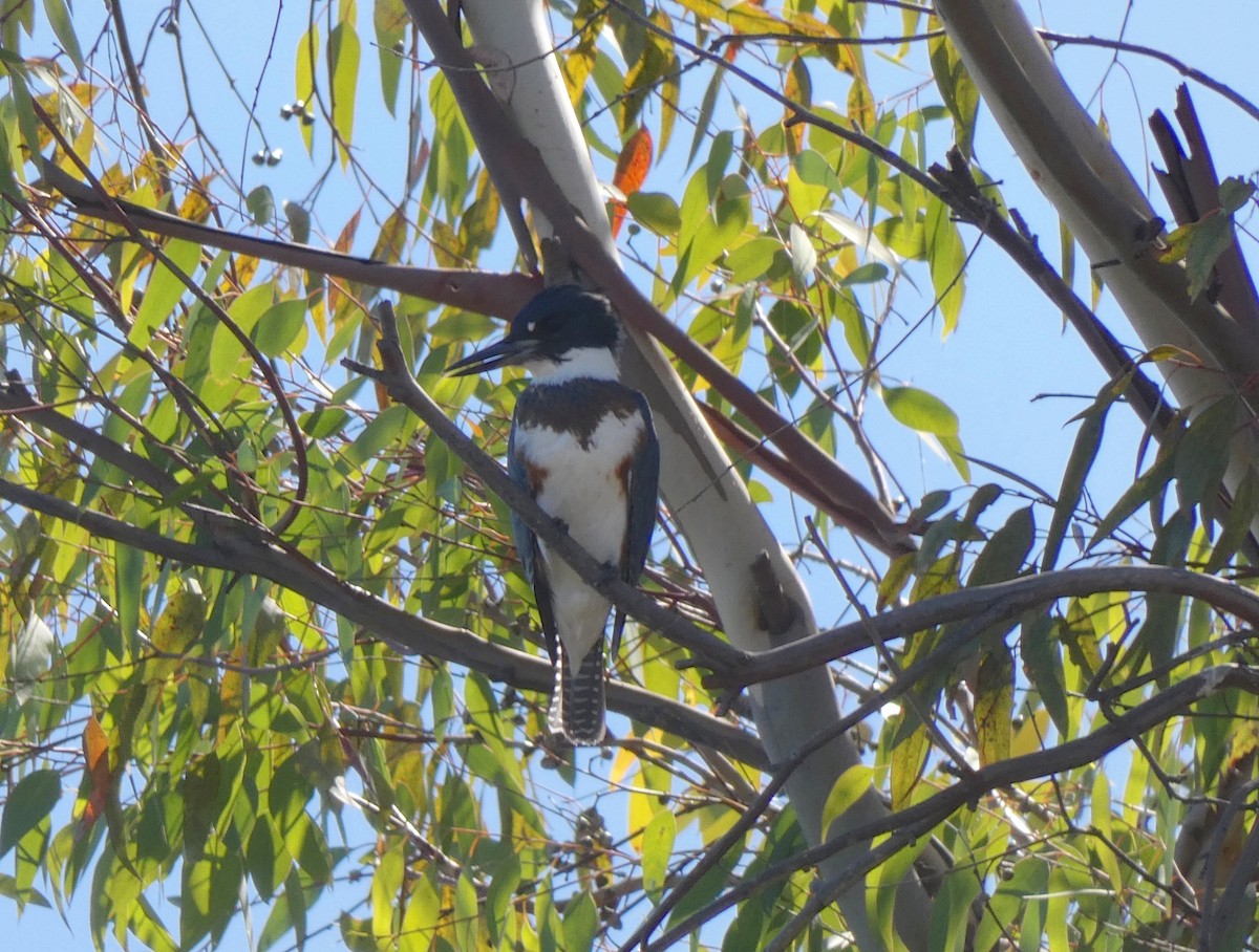 Belted Kingfisher - ML180561271