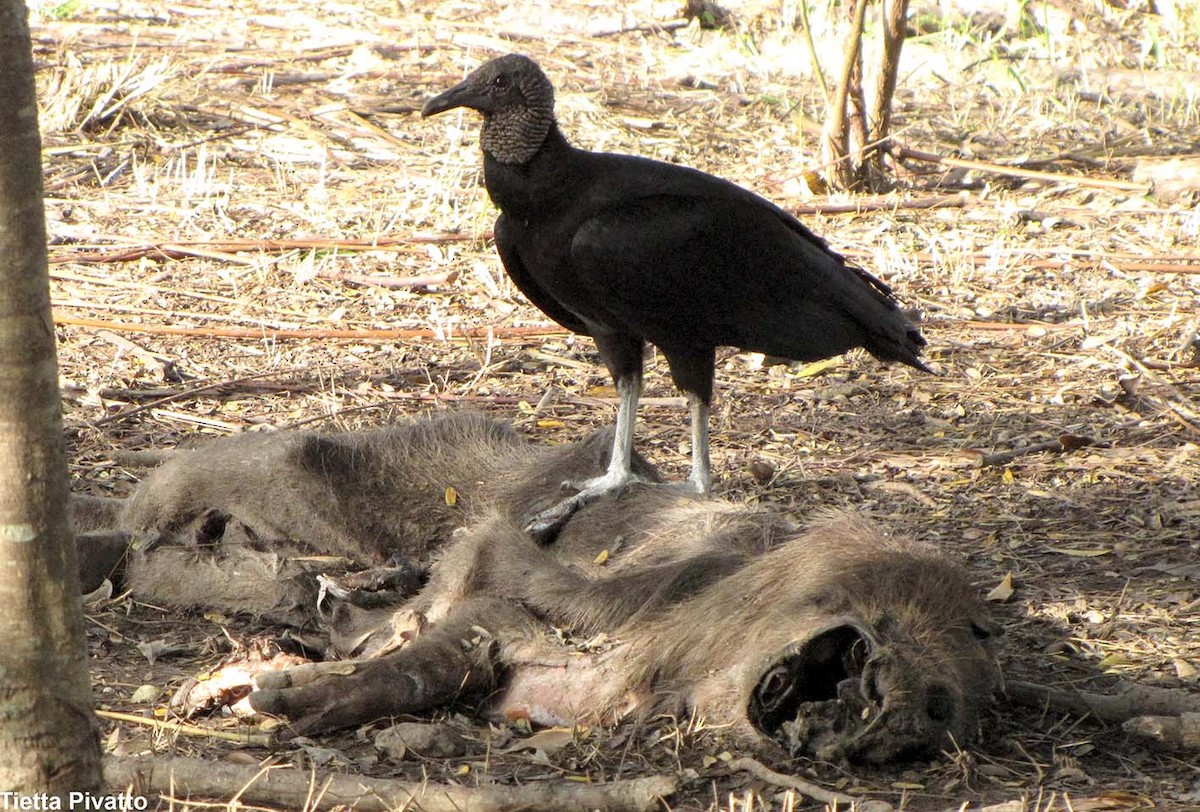Black Vulture - ML180565081