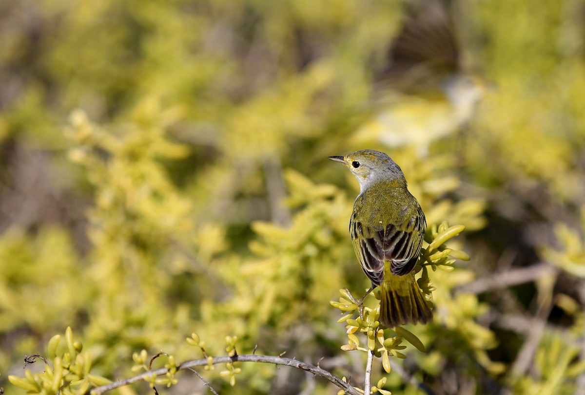 Yellow Warbler (Galapagos) - ML180569251
