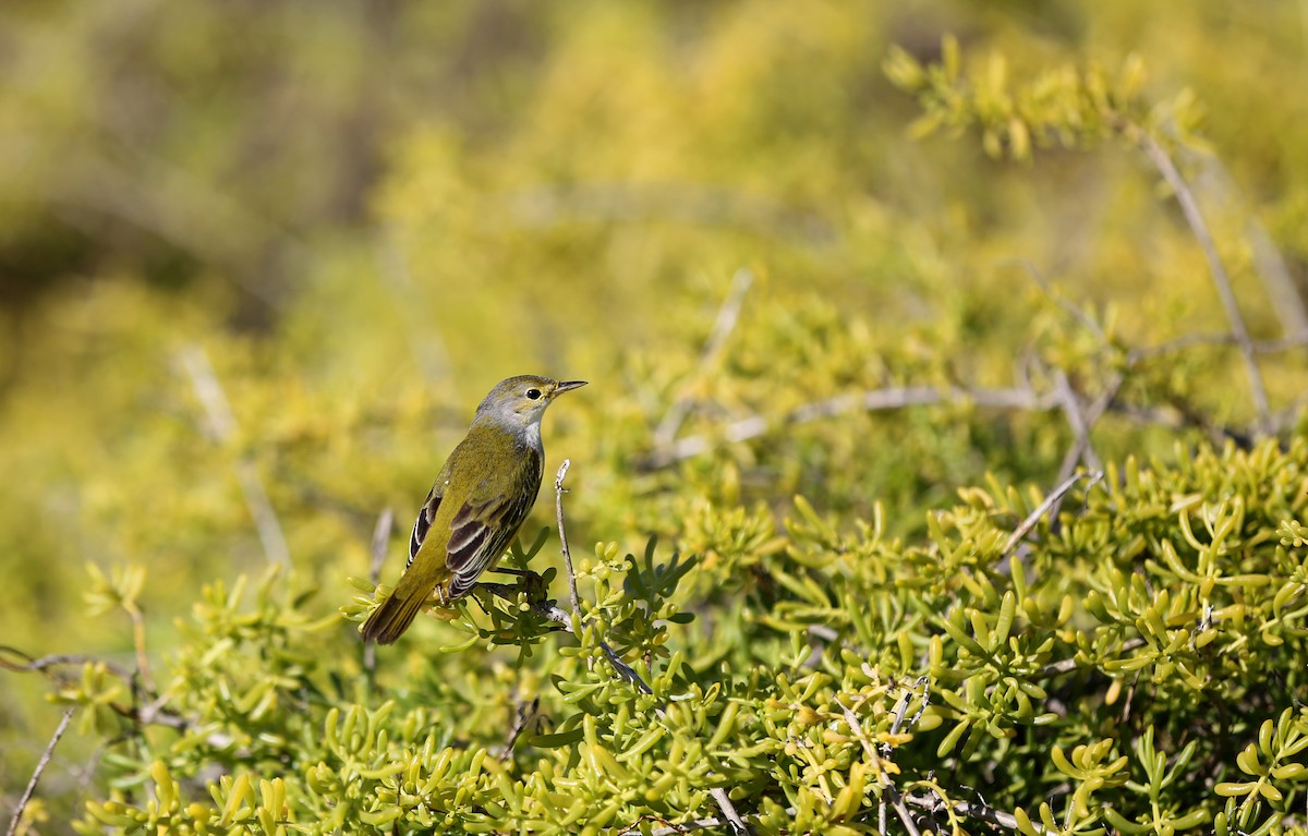 Yellow Warbler (Galapagos) - ML180569371