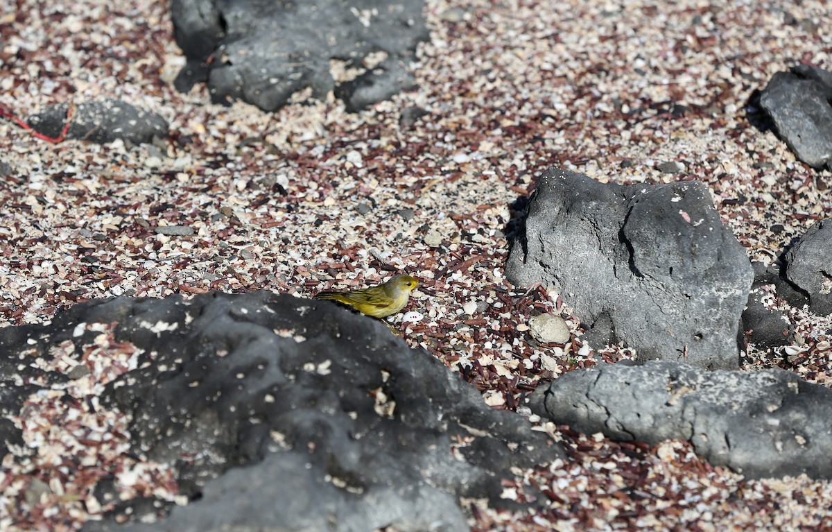 Yellow Warbler (Galapagos) - ML180569471