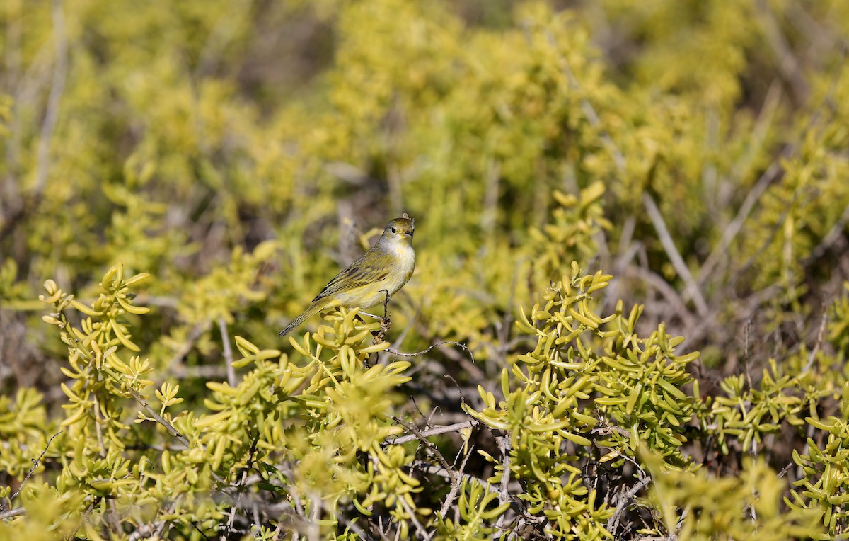 Yellow Warbler (Galapagos) - ML180569491