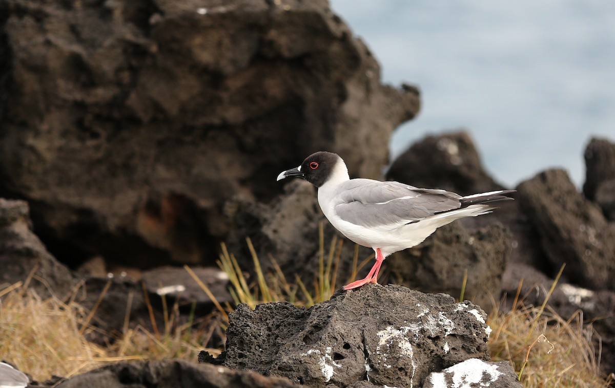 Swallow-tailed Gull - ML180569531