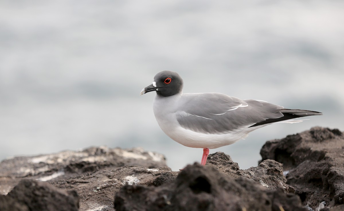 Swallow-tailed Gull - ML180569671