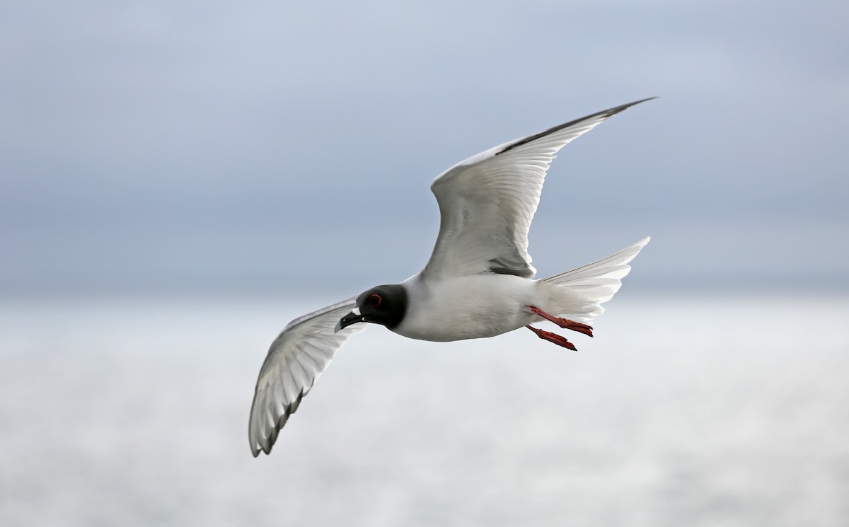 Swallow-tailed Gull - ML180569801