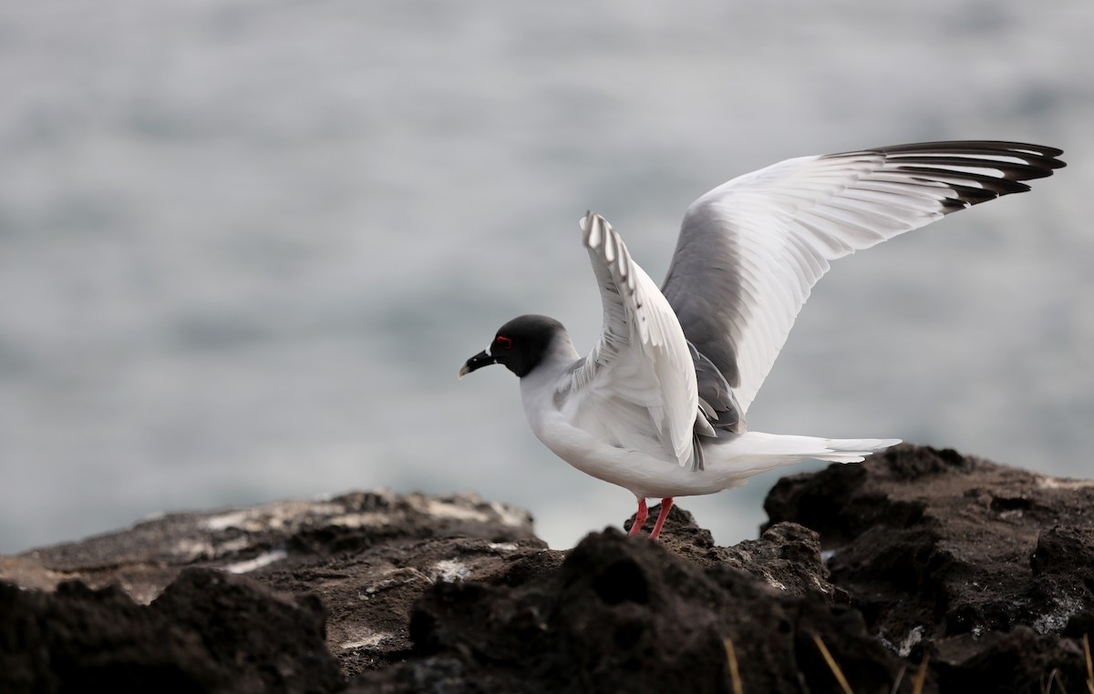 Swallow-tailed Gull - ML180569811