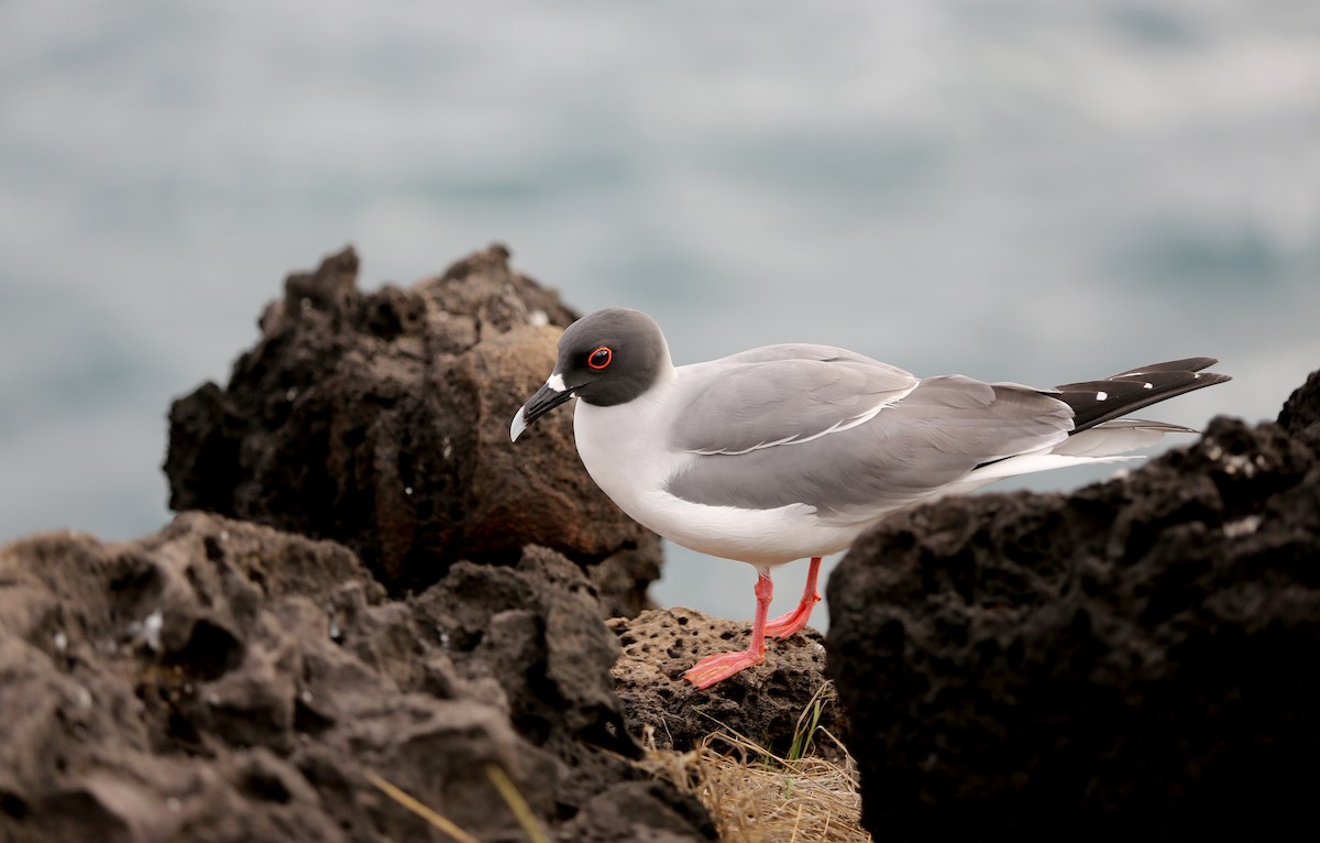 Swallow-tailed Gull - ML180569851
