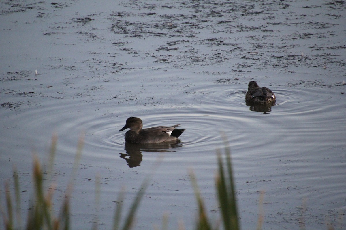 eBird Checklist - 1 Oct 2019 - Damonte Ranch Wetlands--Veterans Pkwy ...