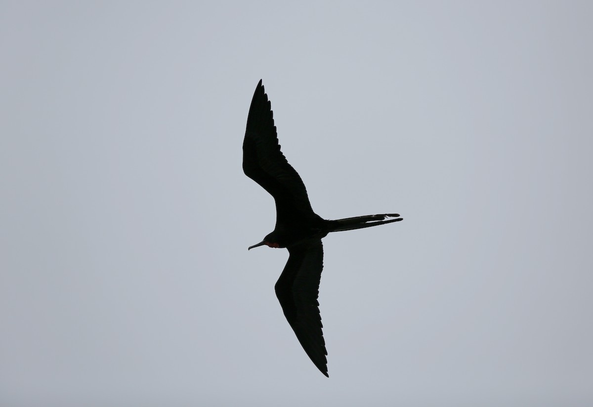 frigatebird sp. - ML180570291