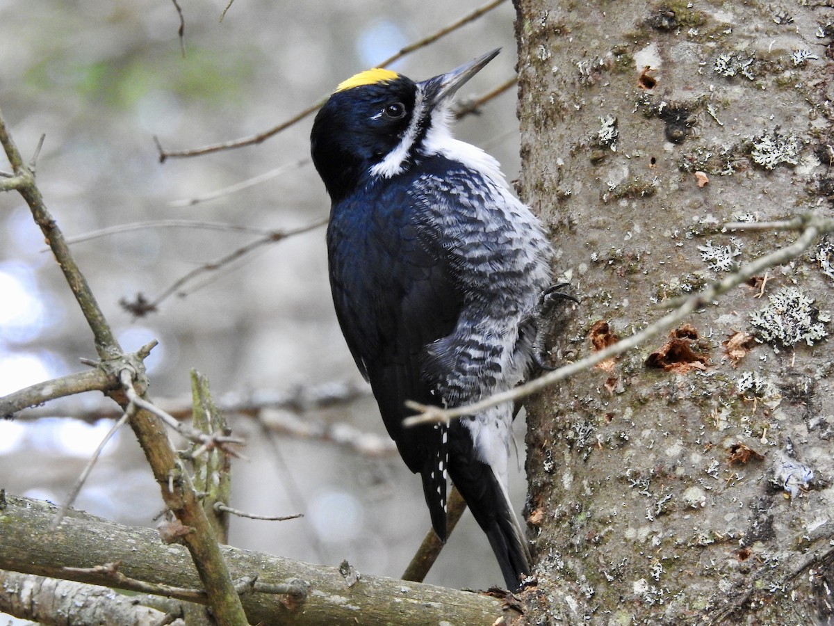 Black-backed Woodpecker - ML180570681