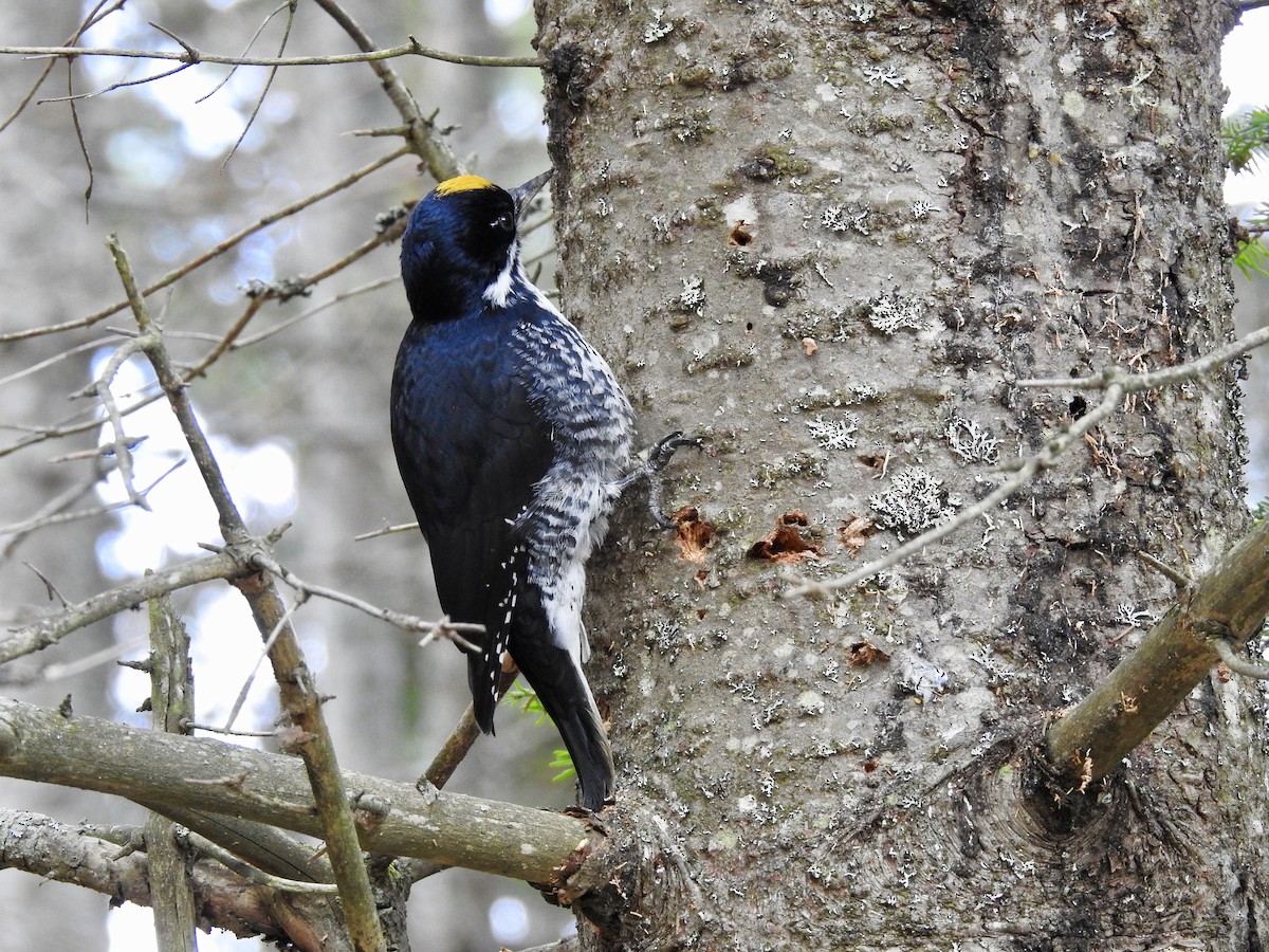Black-backed Woodpecker - ML180570691