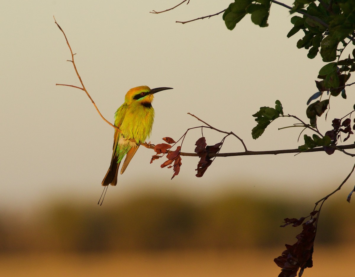 Rainbow Bee-eater - Scott Baker