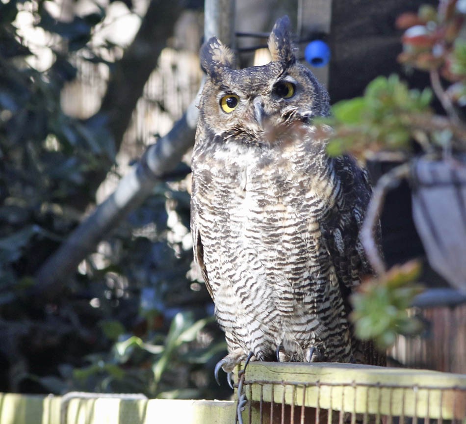 Great Horned Owl - ML180574621