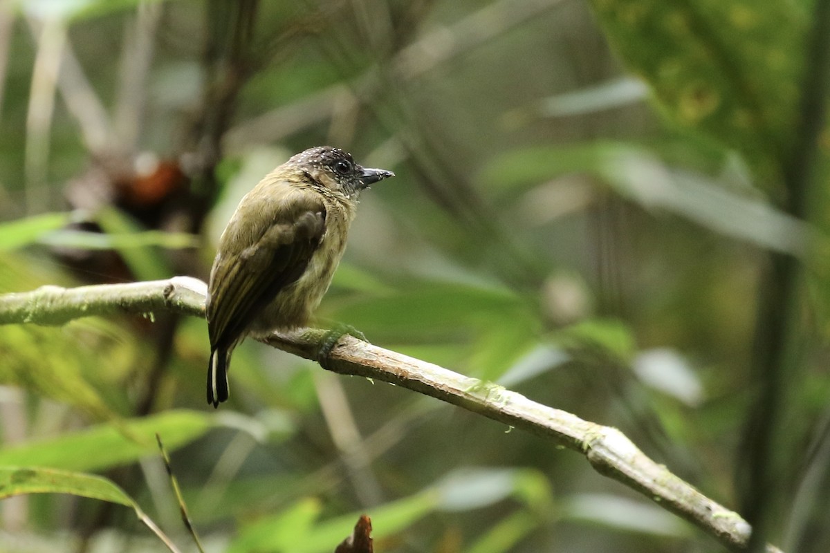 Olivaceous Piculet - Ryan Zucker