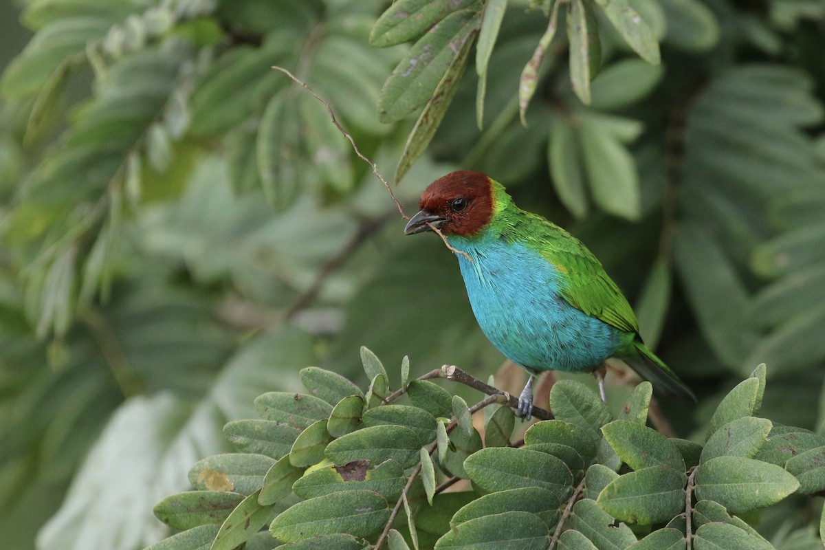 Bay-headed Tanager - ML180574981