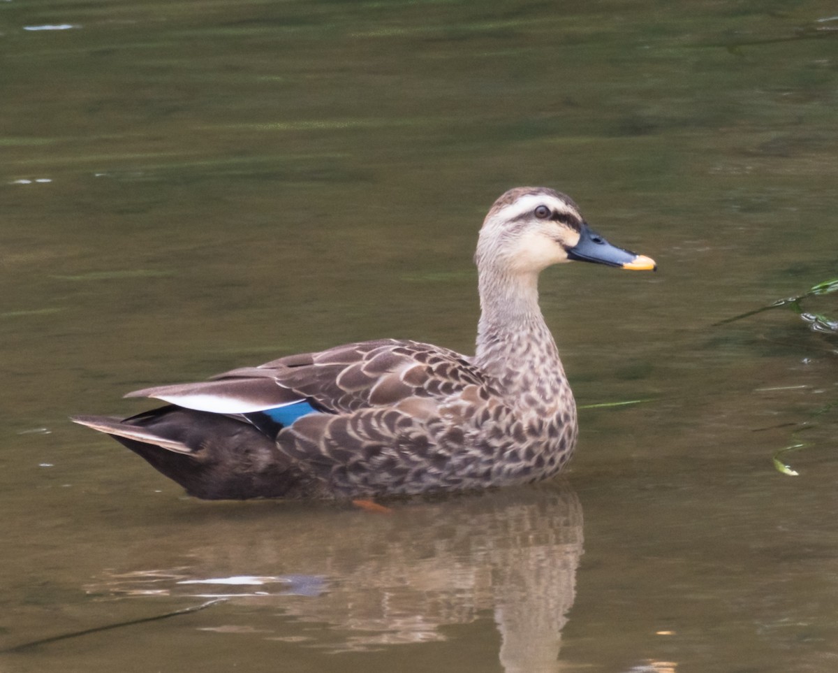 Eastern Spot-billed Duck - Jim Merritt