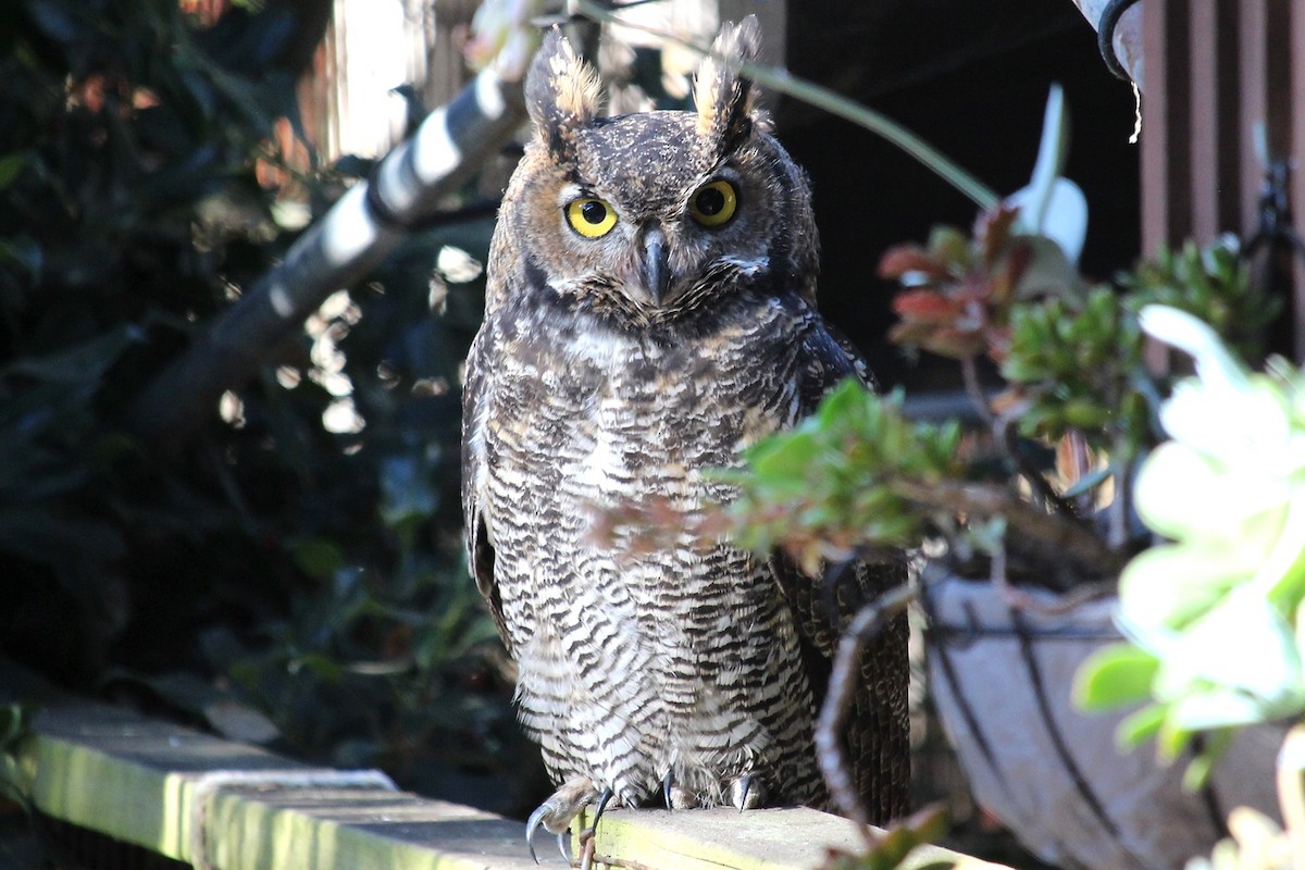 Great Horned Owl - ML180578221