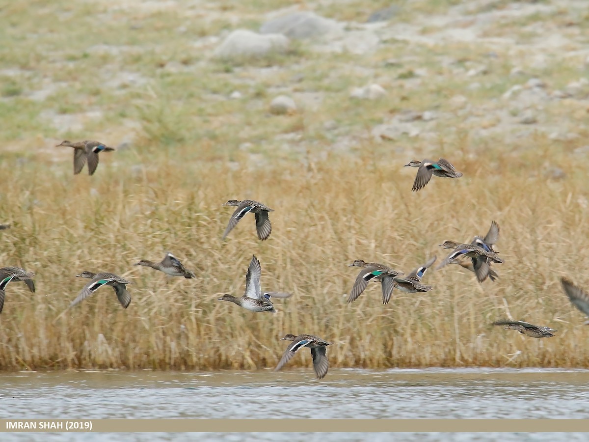 Green-winged Teal - ML180583591