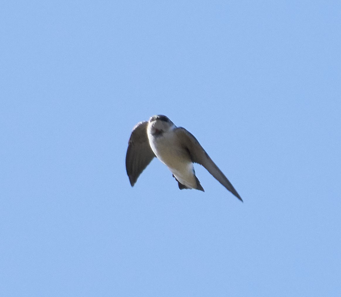 Violet-green Swallow - ML180584011