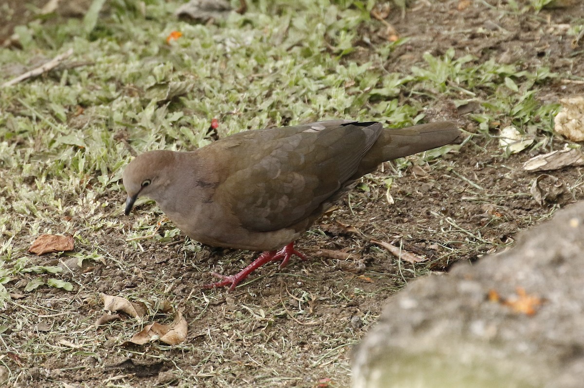 Gray-chested Dove - ML180589551