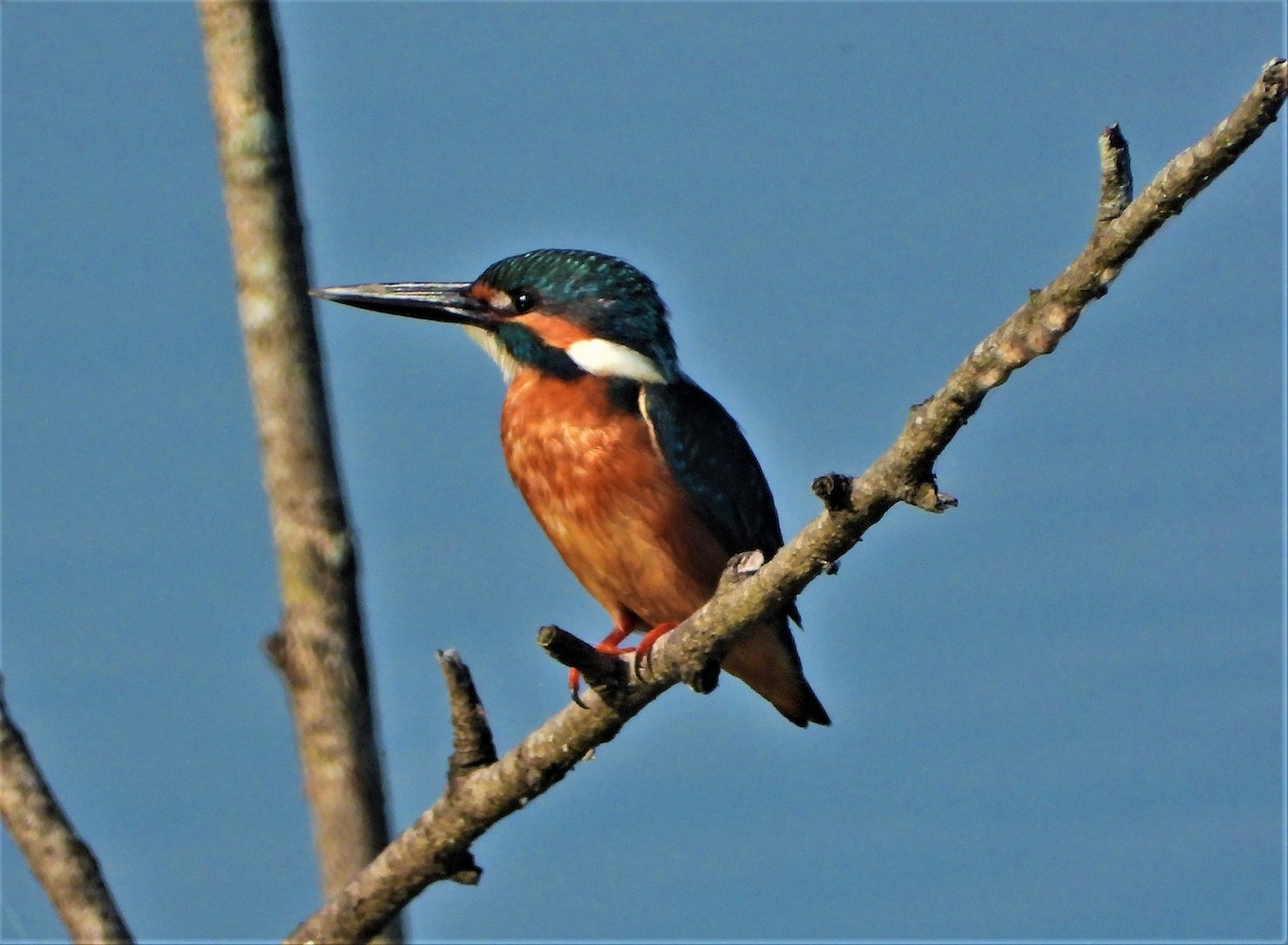 Common Kingfisher - Ronet Santos