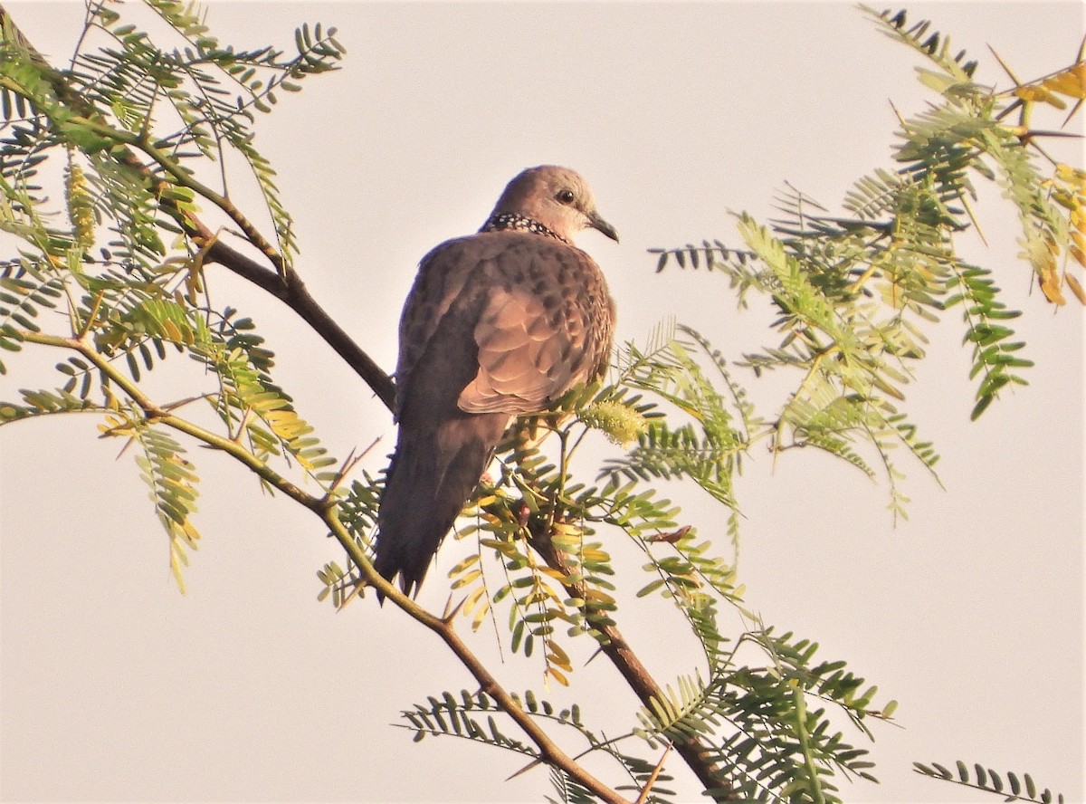 Spotted Dove - Ronet Santos