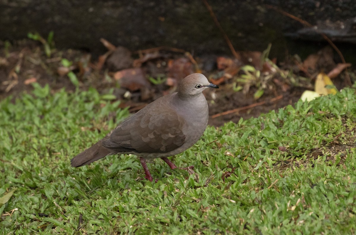Gray-chested Dove - ML180595851