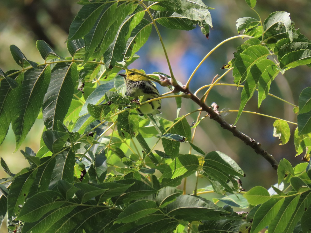 Black-throated Green Warbler - ML180599041
