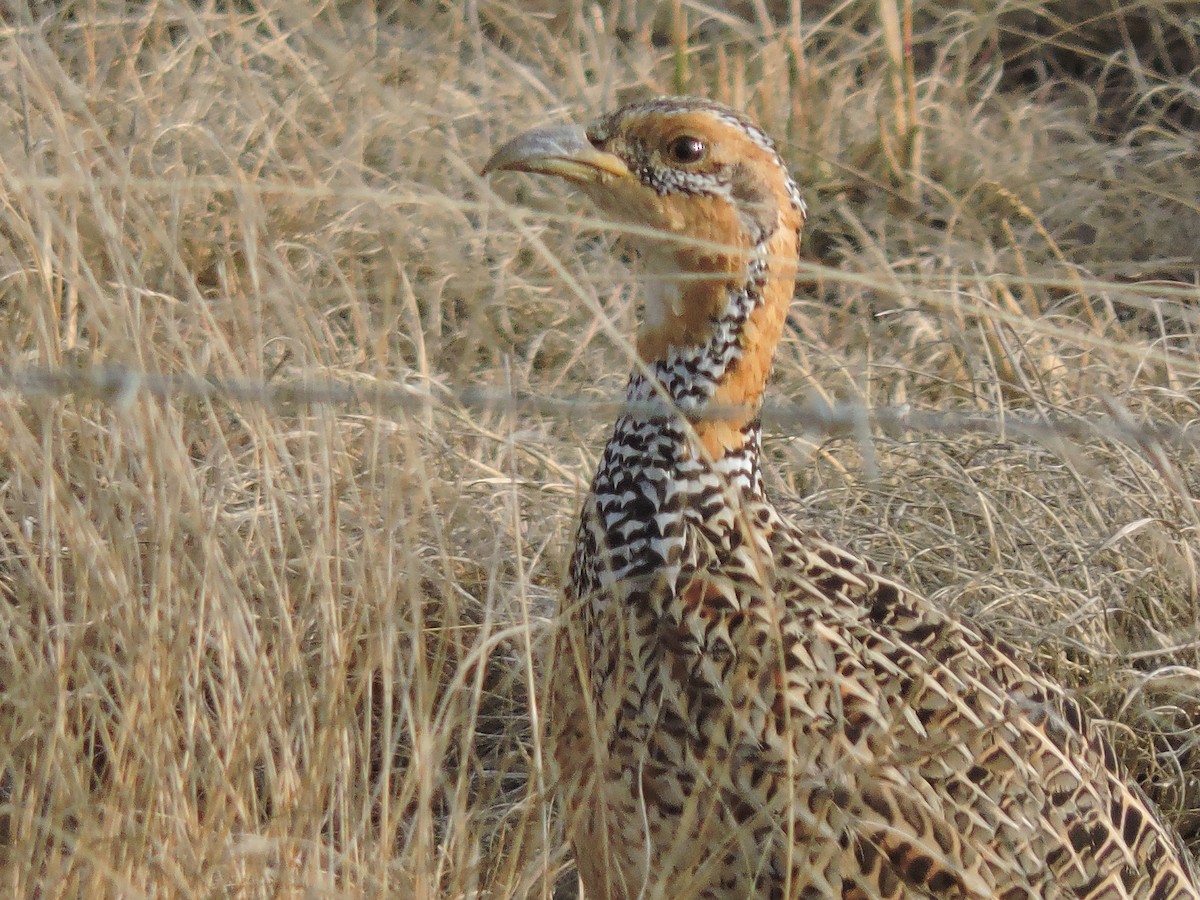 Red-winged Francolin - ML180599661