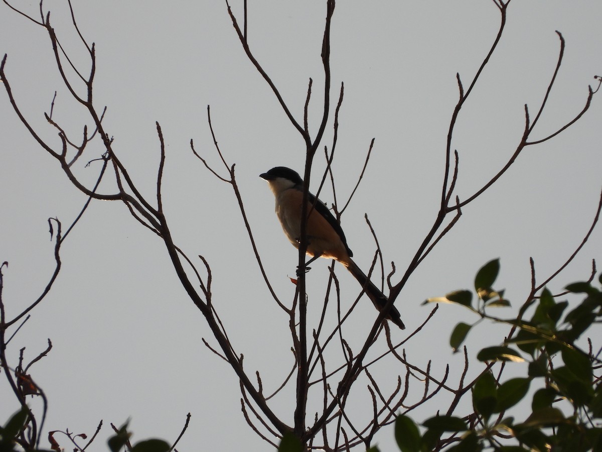 Long-tailed Shrike - Raj Bhatt