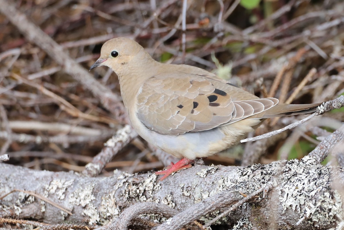 Mourning Dove - Walter Thorne