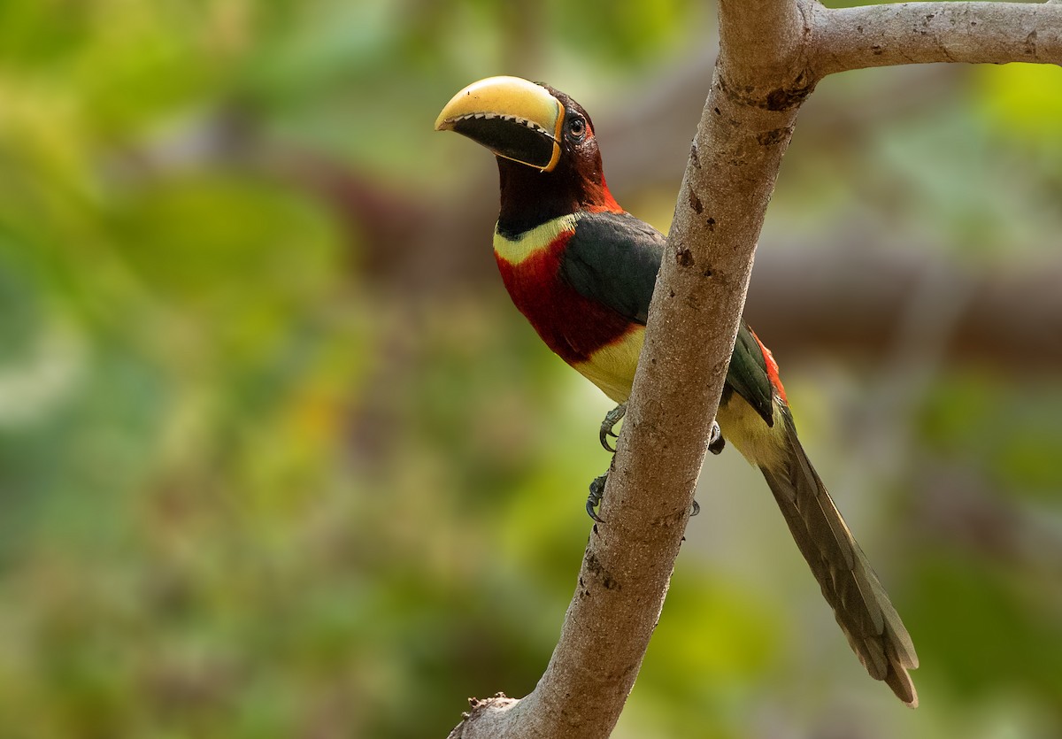 Red-necked Aracari - Estevão Freitas Santos
