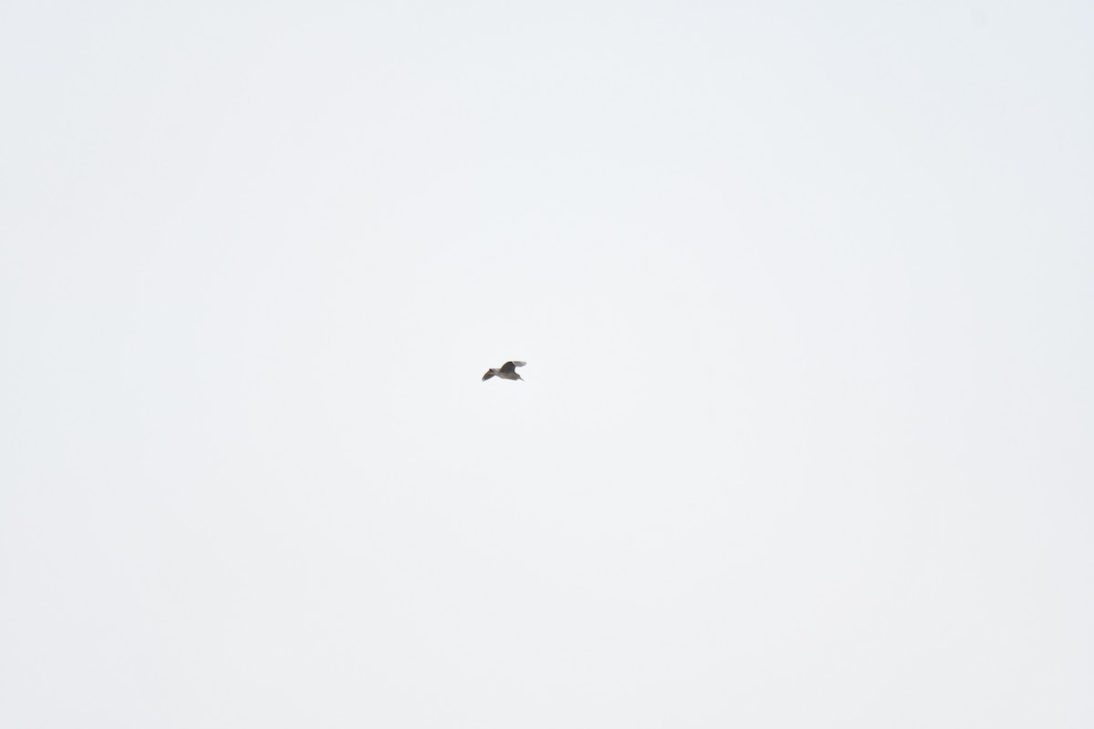 Black-crowned Night Heron - ML180606831