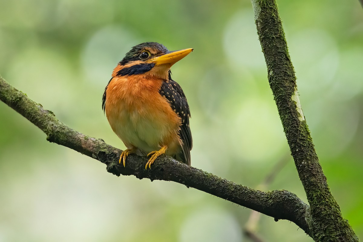 Rufous-collared Kingfisher - Senthil Kumar Damodaran