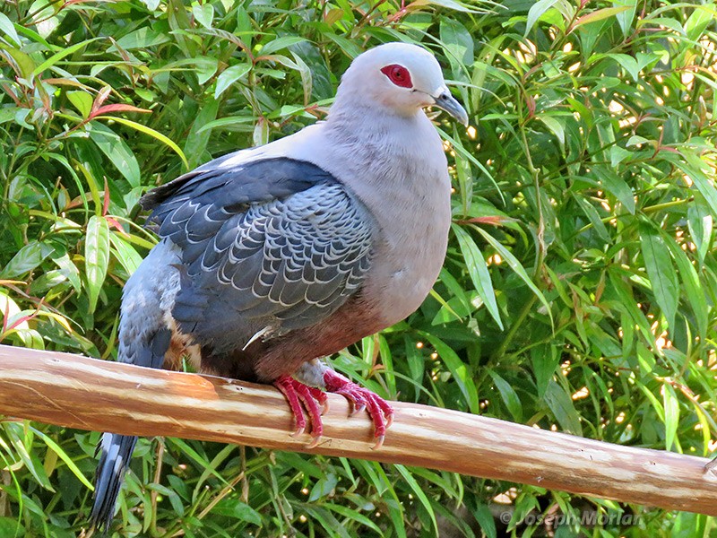 Pinon's Imperial-Pigeon - Joseph Morlan