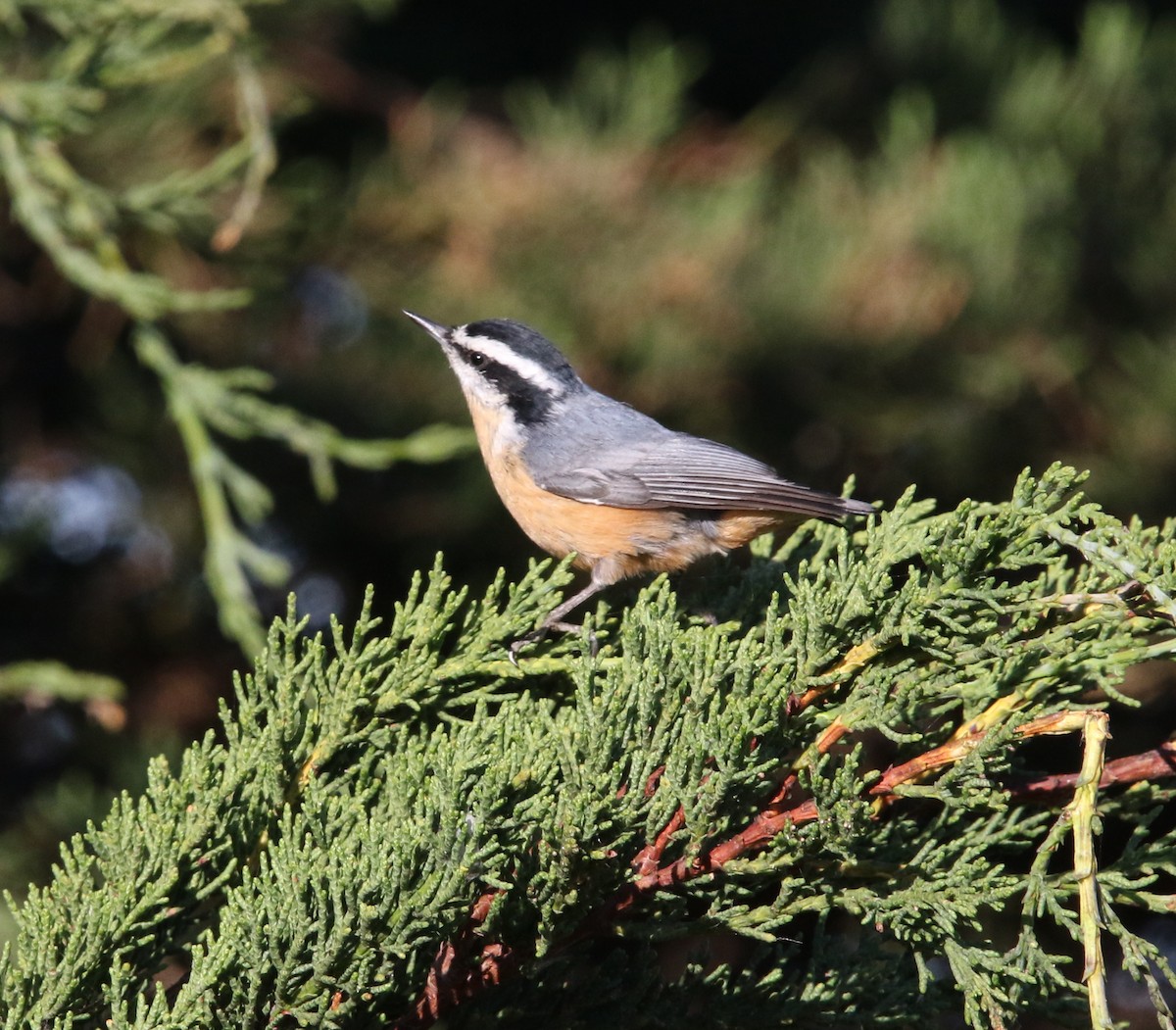 Red-breasted Nuthatch - Pair of Wing-Nuts