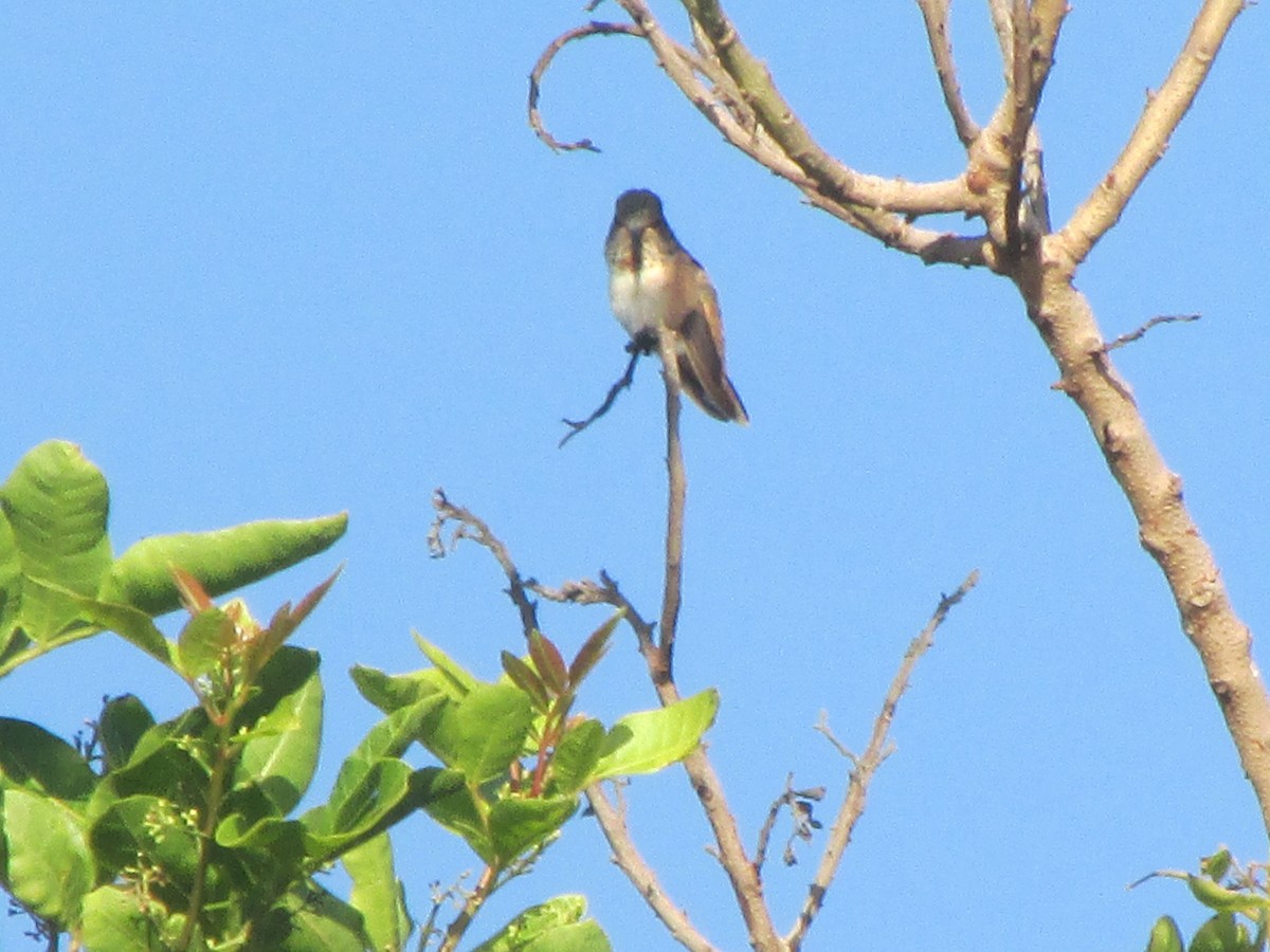 Anna's Hummingbird - ML180620651