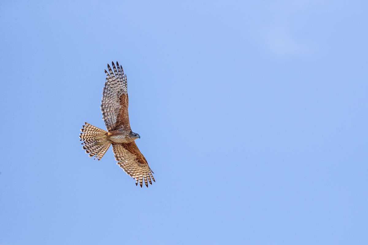 Red Goshawk - Laurie Ross | Tracks Birding & Photography Tours