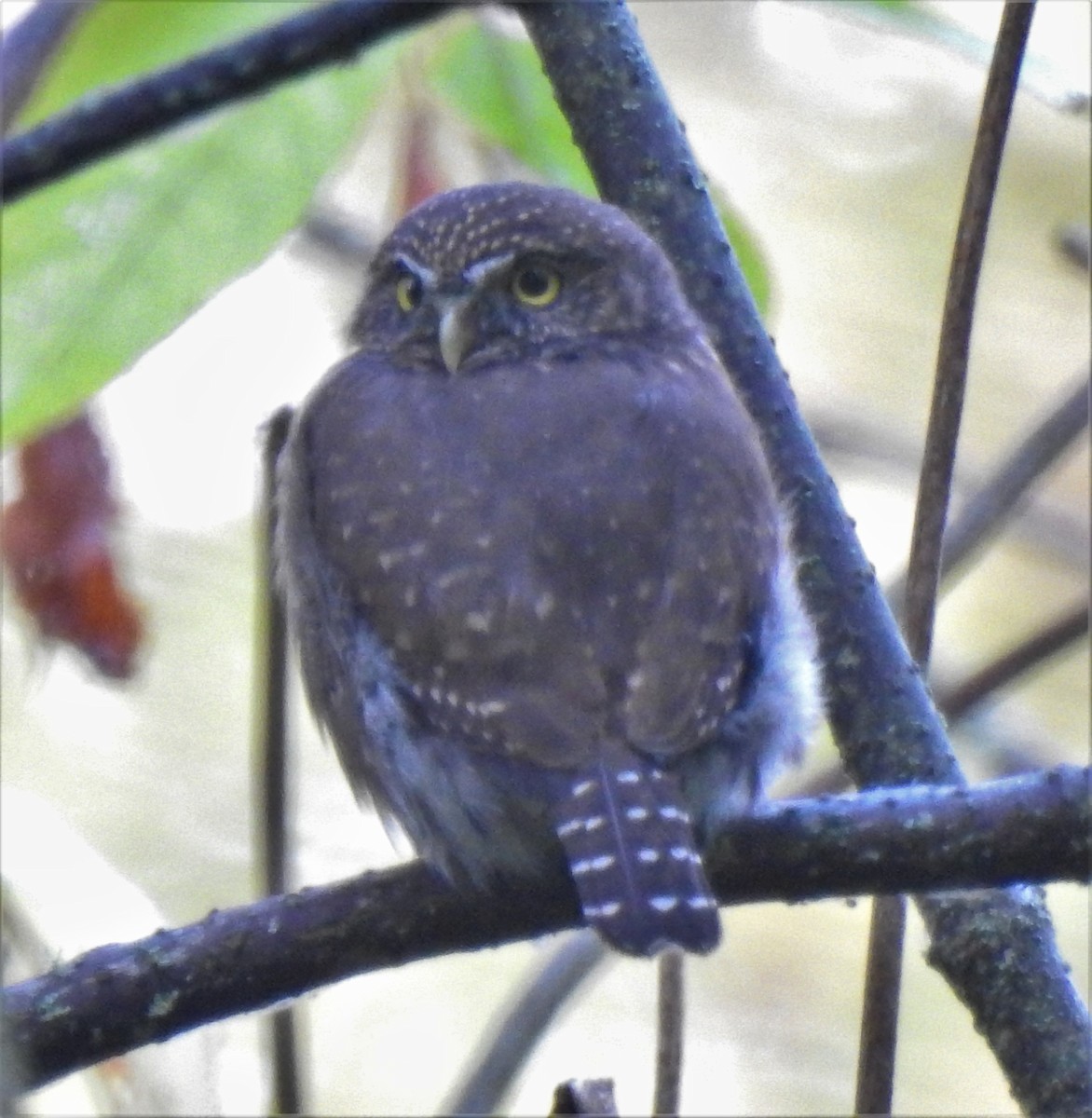 Northern Pygmy-Owl - ML180622391
